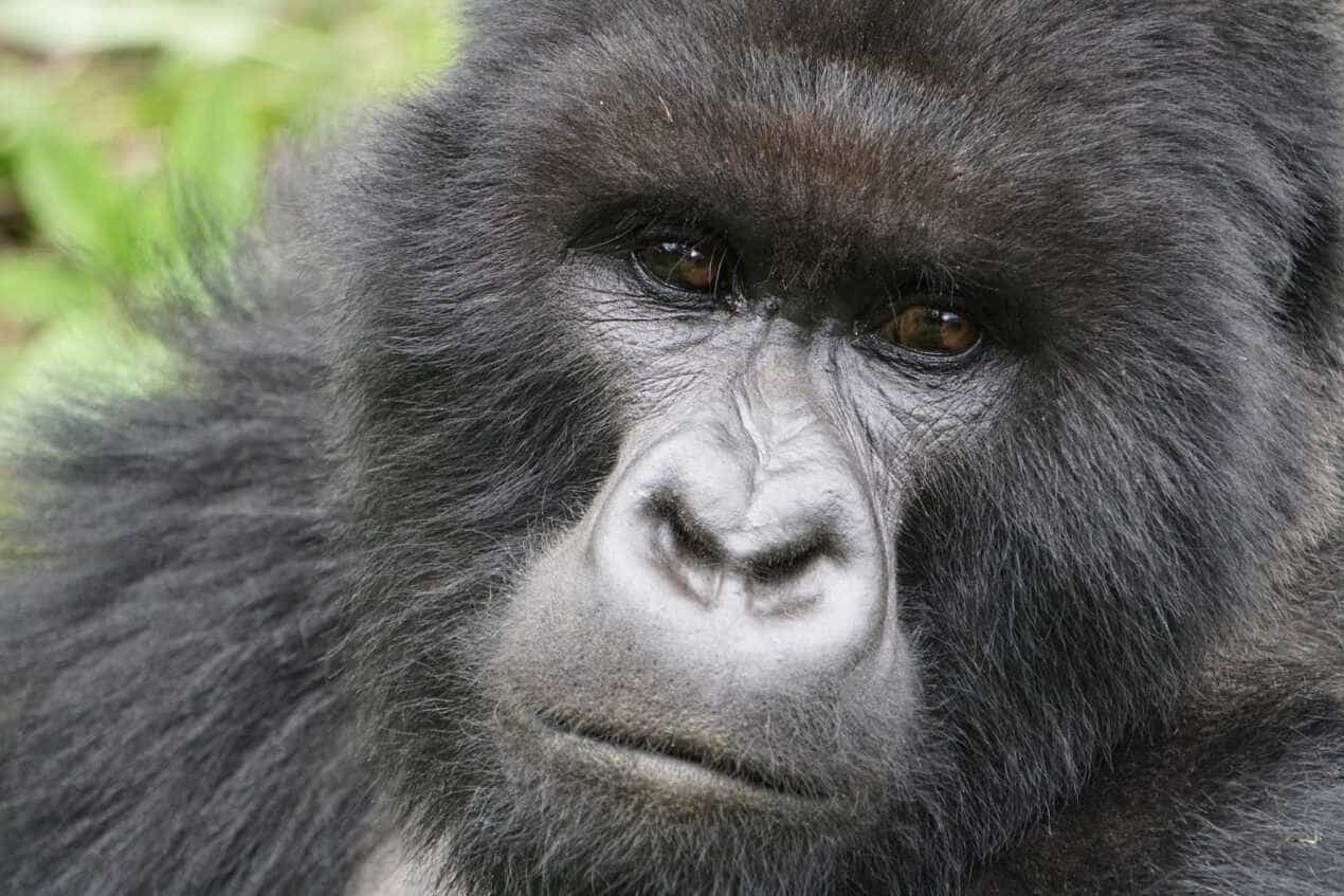 Gorillas of Rwanda and Wildlife In Tanzania