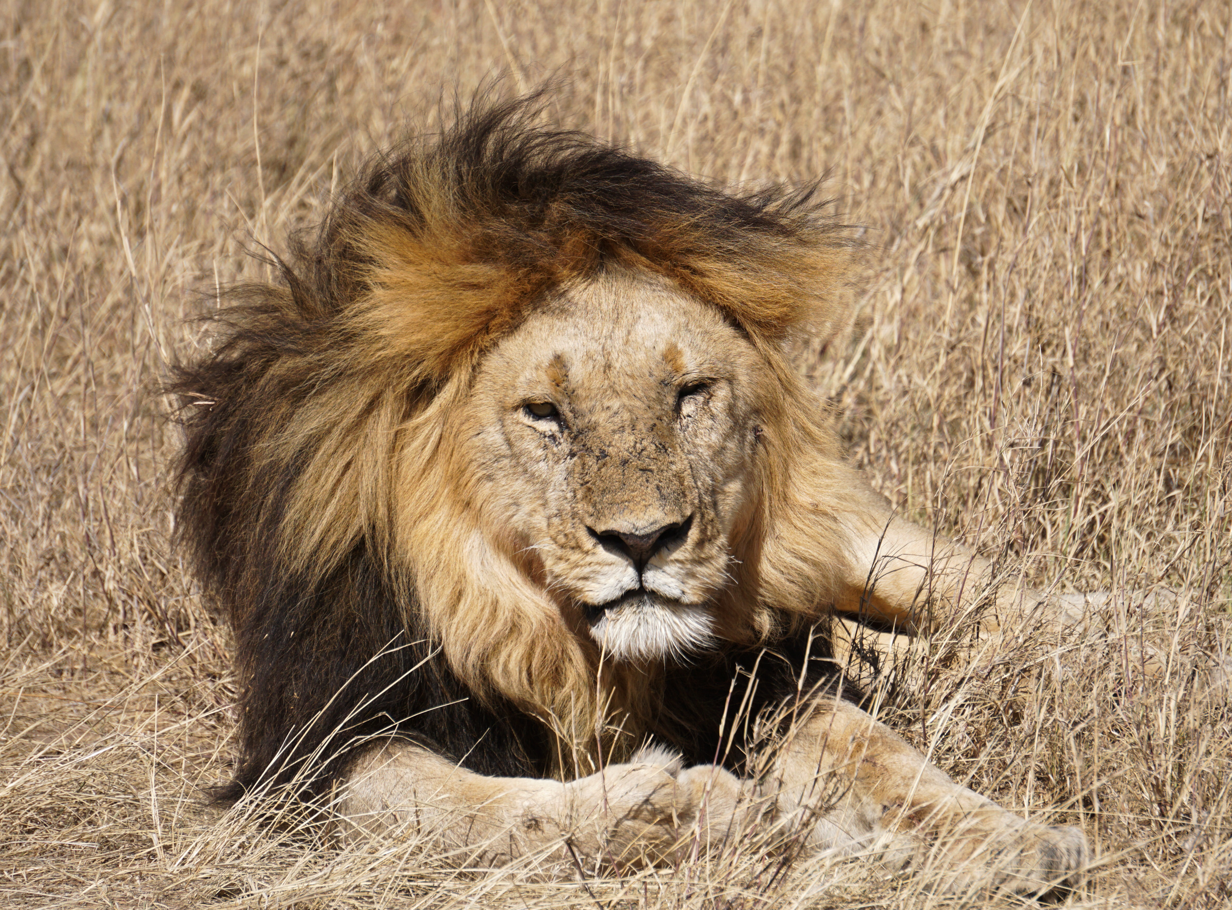 Male Lion Serengeti