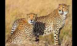 Namibia and VIP Visit To Cheetah Conservation Fund