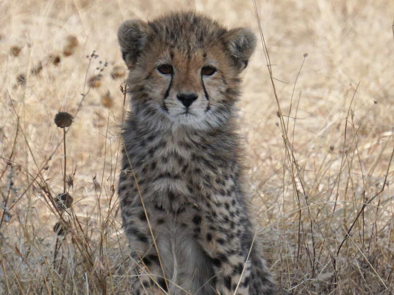 Namibia and VIP Visit To Cheetah Conservation Fund | Infinite Safari ...